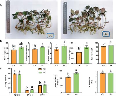 Effect of Burkholderia ambifaria LK-P4 inoculation on the plant growth characteristics, metabolism, and pharmacological activity of Anoectochilus roxburghii